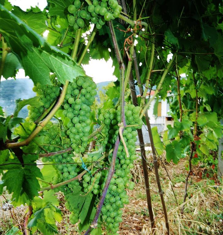 Agriturismo Barilaro Finale Ligure Kültér fotó